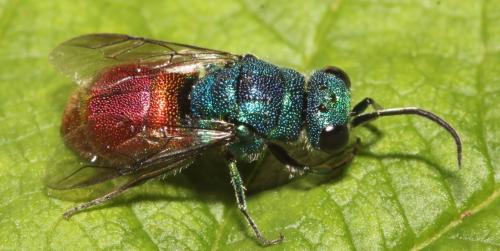 Réf. 353 335 : Chrysis inaequalis
